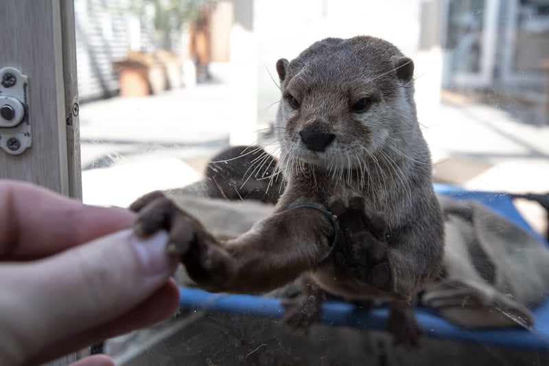 world otter day, wildlife not pets