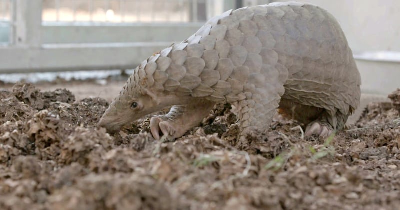 Pangolin seized by the Thai Army - World Animal Protection
