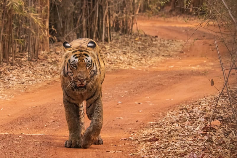 Tiger in Tadoba by Krishnendu Mukherjee