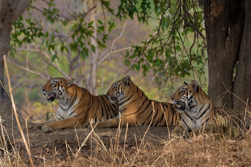 Tigers resting in the wild in Tadoba Tiger Reserve by Shreya Singha Ray