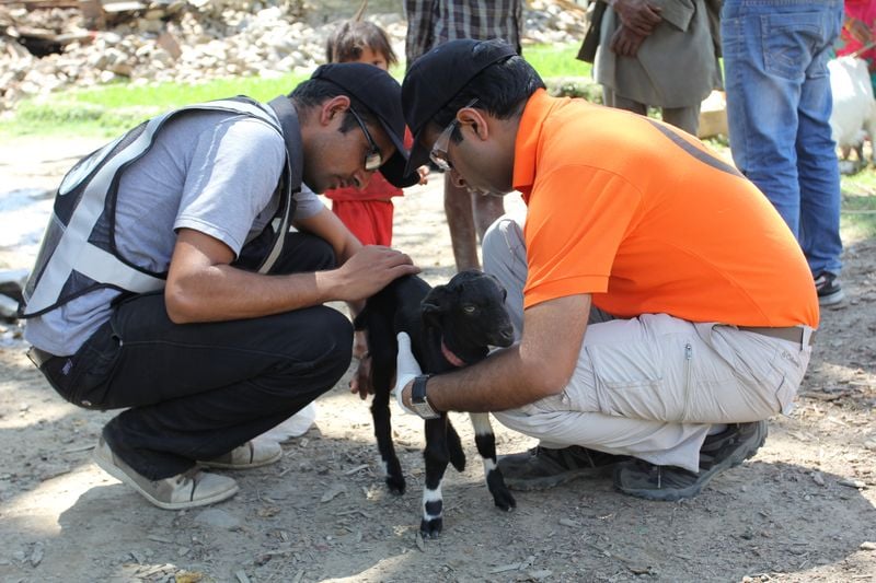 Animals in disaster