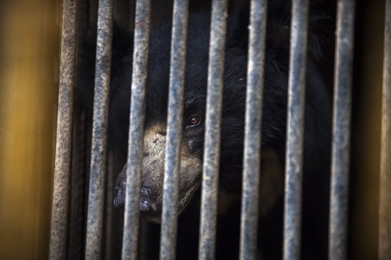 Rangila at the substandard zoo in Nepal - Dancing bears - World Animal Protection