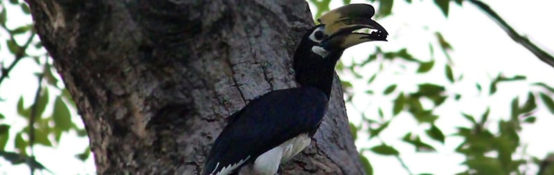 Hero_img_Oriental Pied Hornbill in Lodi Gardens in New Delhi Payel Biswas 31 May 2026