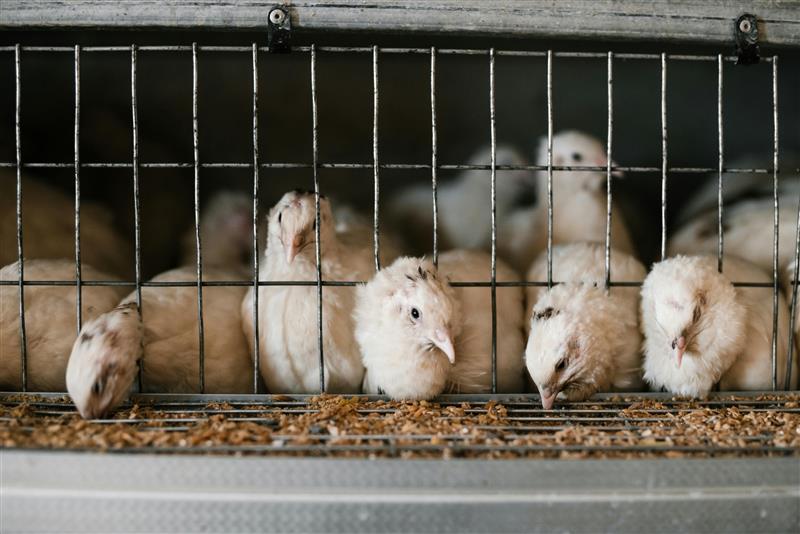 Several young chickens are confined in a small wire cage, with their heads poking through the bars to eat feed from a trough below.