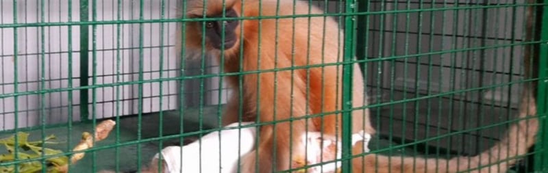 Hero image of Langur