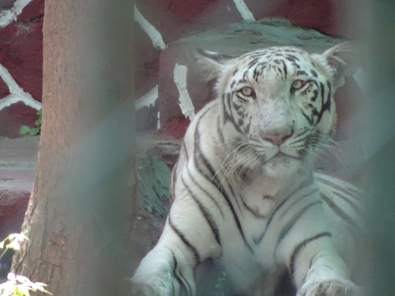 White tiger in captivity captured by Shubhobroto Ghosh