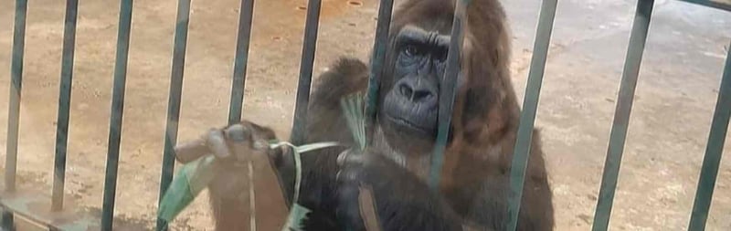 Gorilla Bua Noi in Pata Zoo in Bangkok in Thailand
