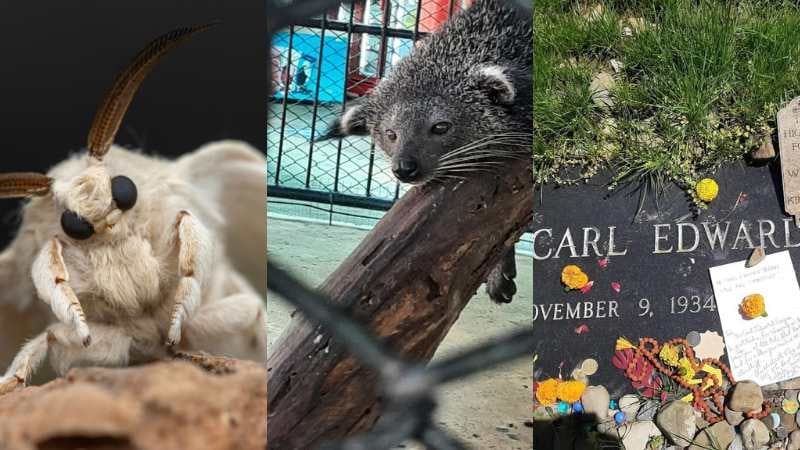 A three-panel collage showing a close-up of a silkmoth, a captive binturong behind a fence, and Carl Sagan’s gravestone with the inscription “The highest form of wisdom is kindness.”