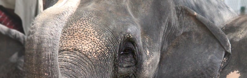 World Elephant Day hero img.jpg