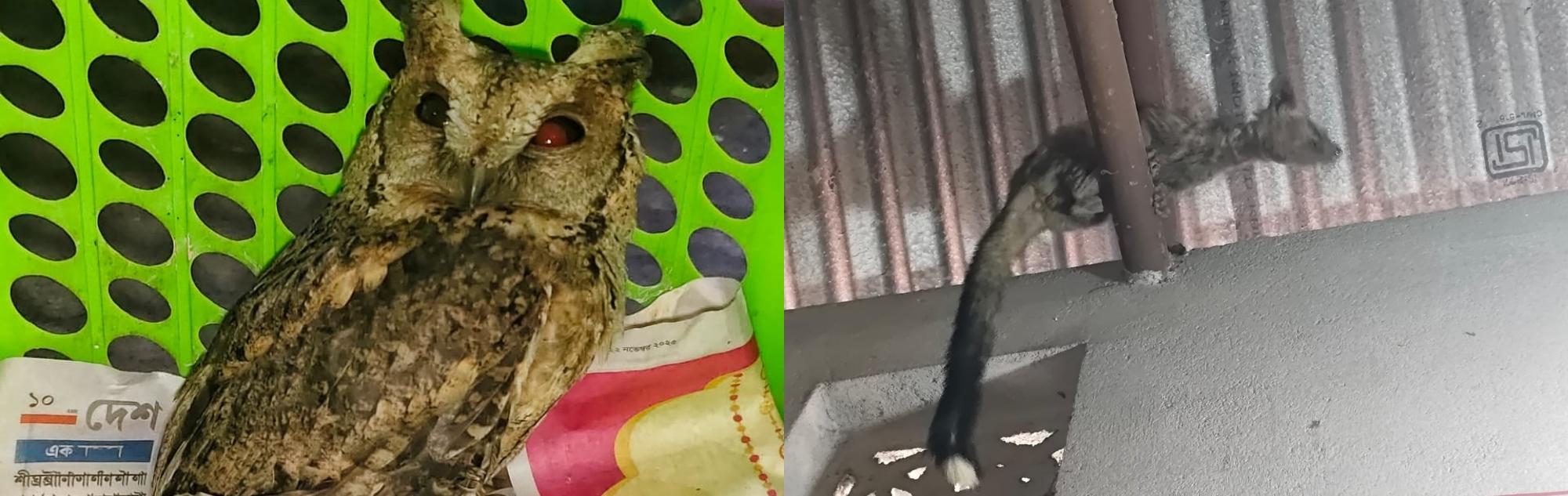 Collage showing rescued wildlife: a mottled brown owl sitting inside a crate after rescue, and an Asian palm civet clinging to a pipe in a building structure, highlighting wildlife found in distress in human-dominated spaces during January rescue operations.